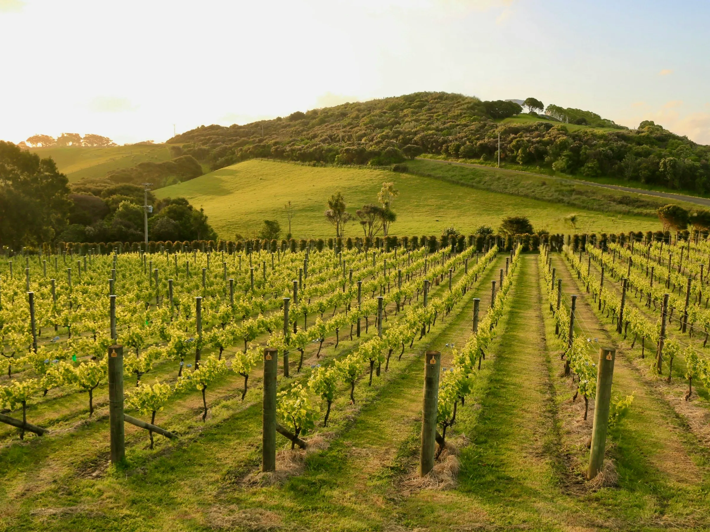 Vineyard rows on Waiheke Island on a sunny day
