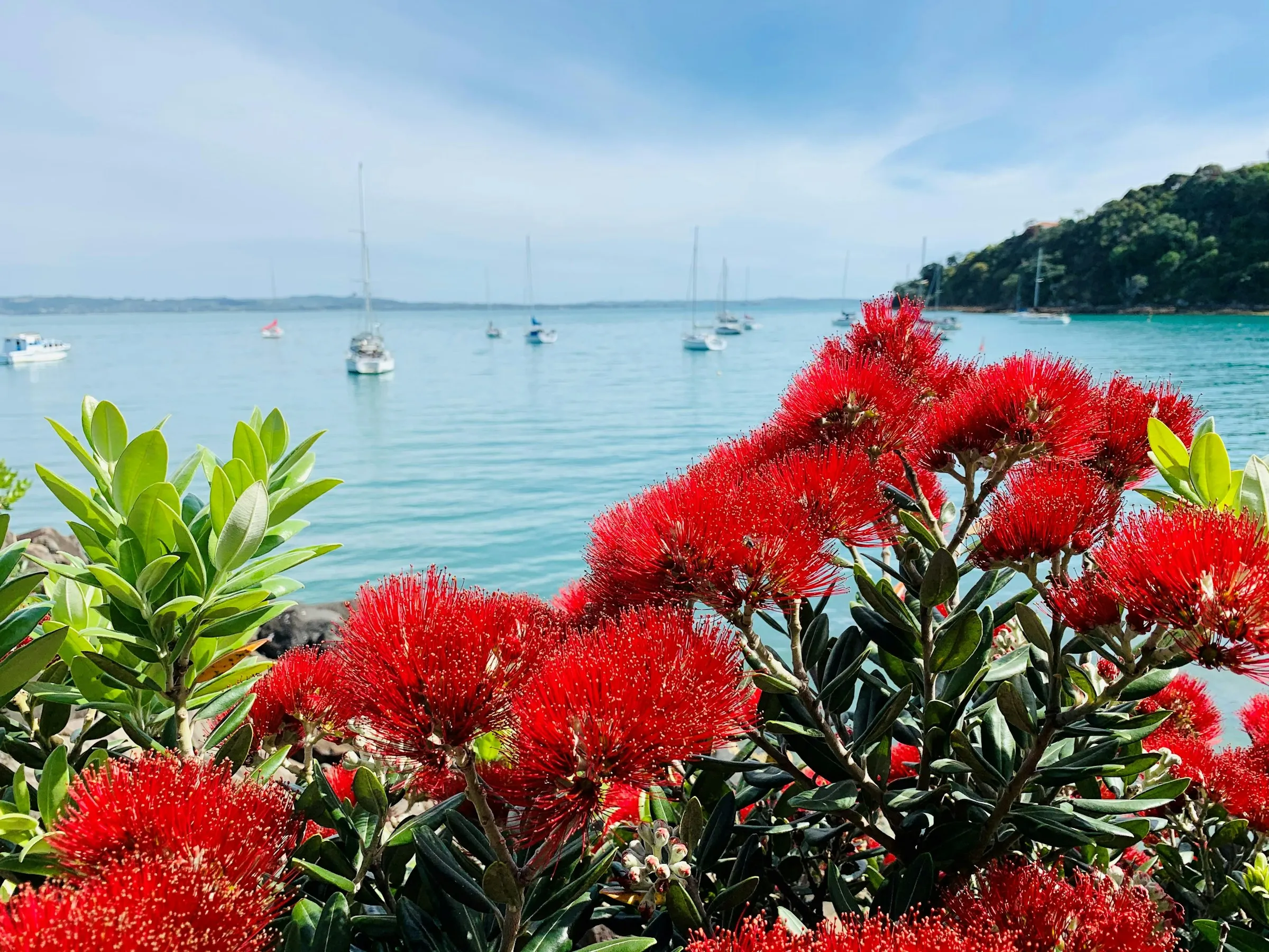 Red pōhutukawa blossom over a Waiheke Island bay with boats