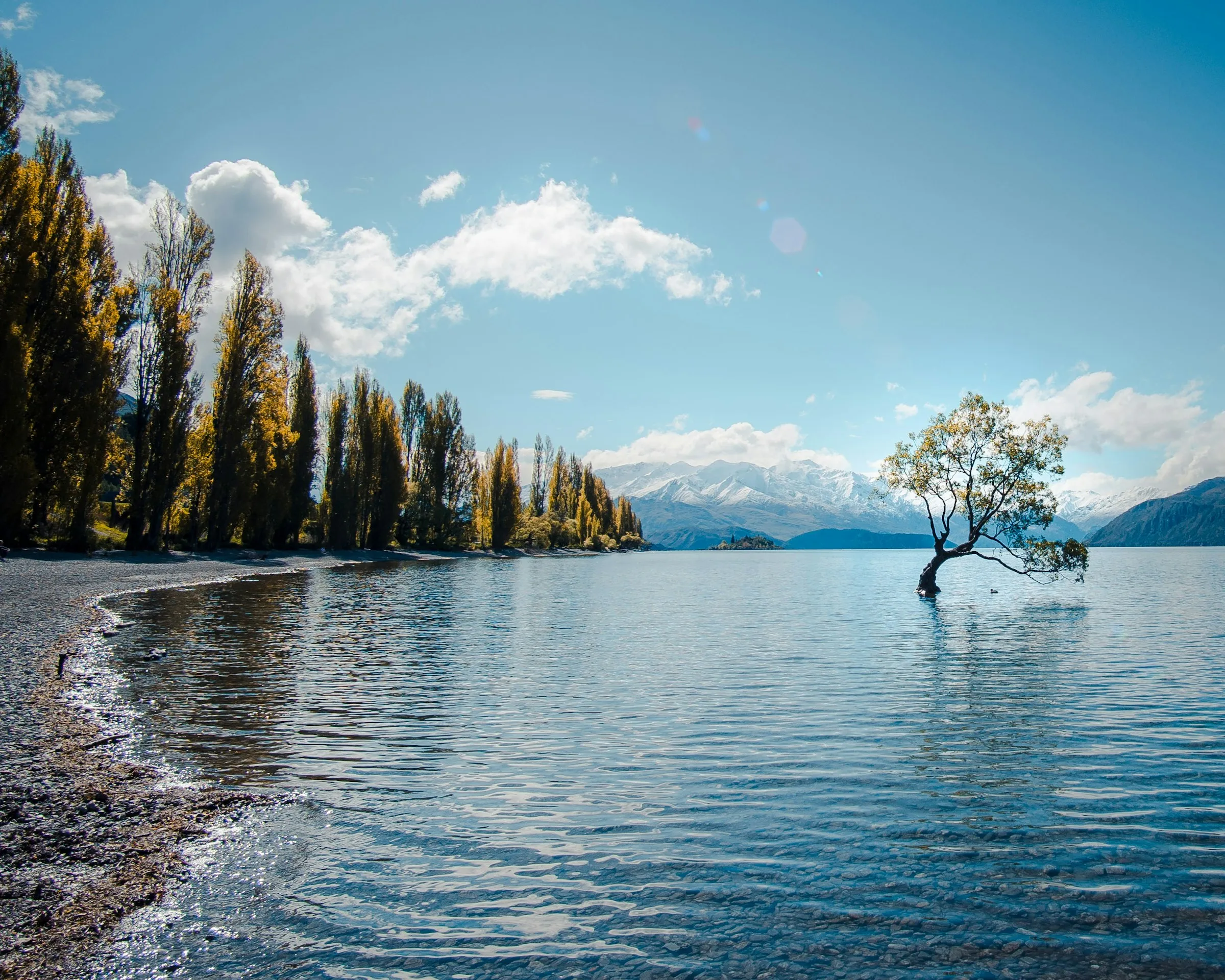 The lone willow tree standing in the shallows of Lake Wānaka on a clear day